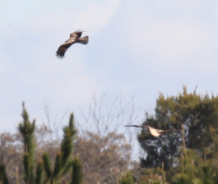 Whistling Kite - ML621460767