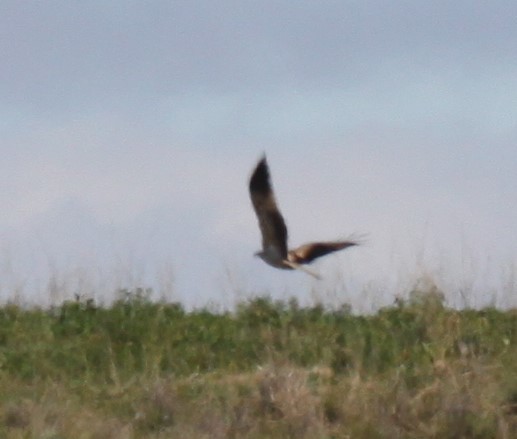 Whistling Kite - ML621460768