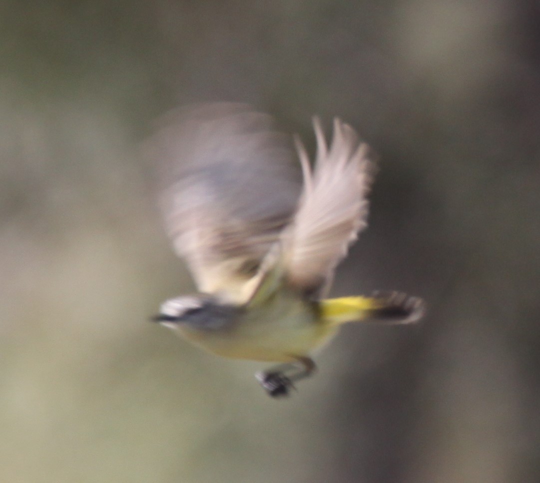 Yellow-rumped Thornbill - ML621460785