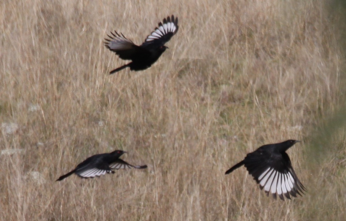 White-winged Chough - ML621460786