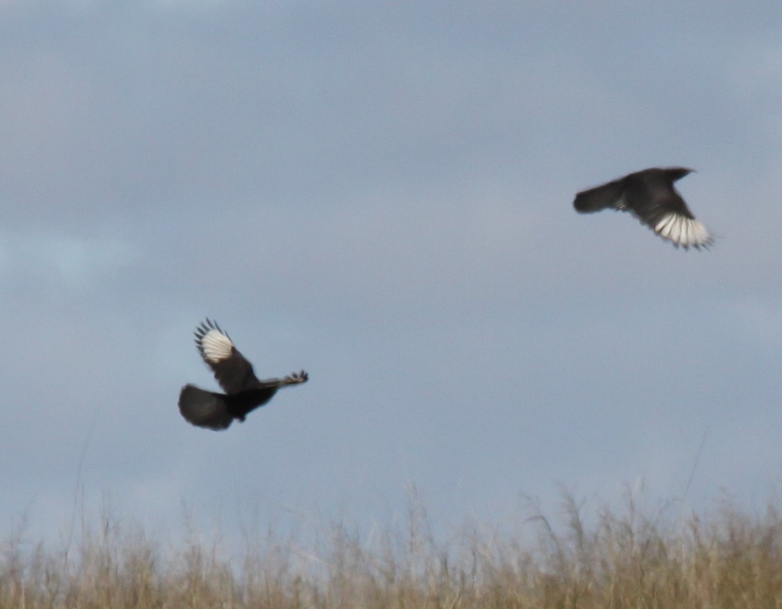 White-winged Chough - ML621460788