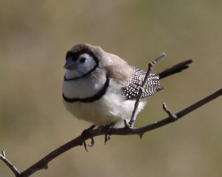 Double-barred Finch - ML621460797