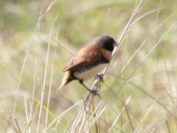 Chestnut-breasted Munia - ML621460801