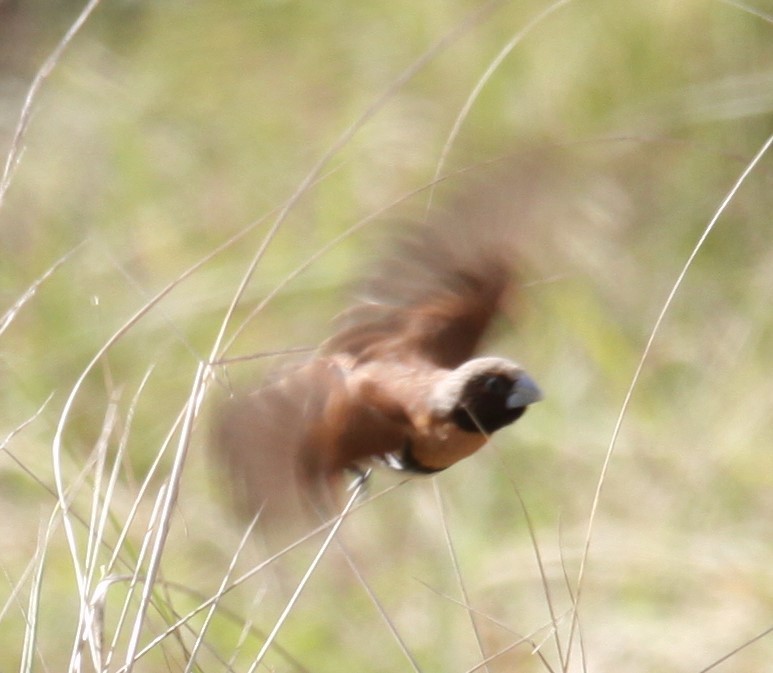 Chestnut-breasted Munia - ML621460802