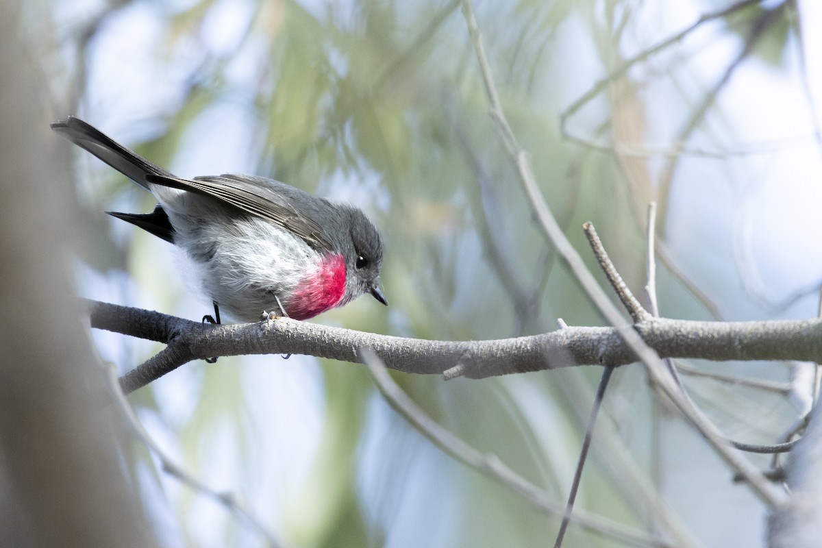 Rose Robin - ML621460820