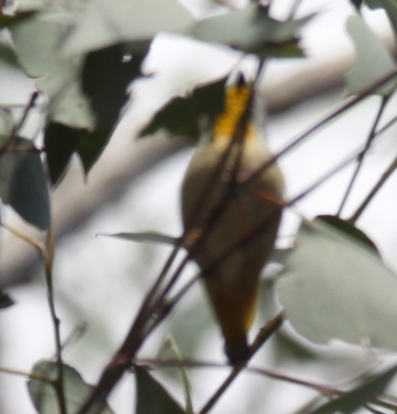 Spotted Pardalote - ML621460836