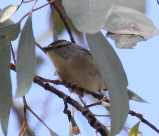 Pardalote pointillé - ML621460837