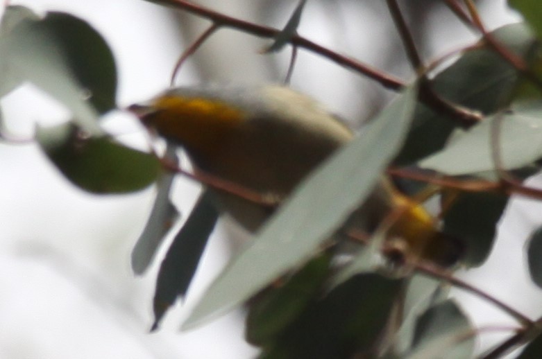 Spotted Pardalote - ML621460838