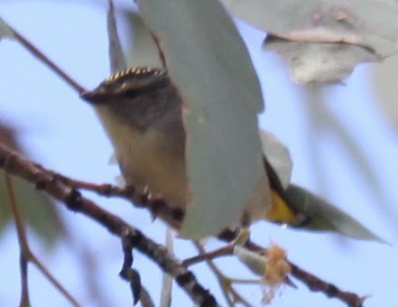 Spotted Pardalote - ML621460839