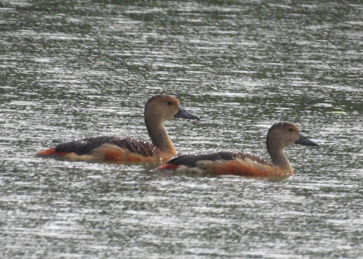 Lesser Whistling-Duck - ML621460860