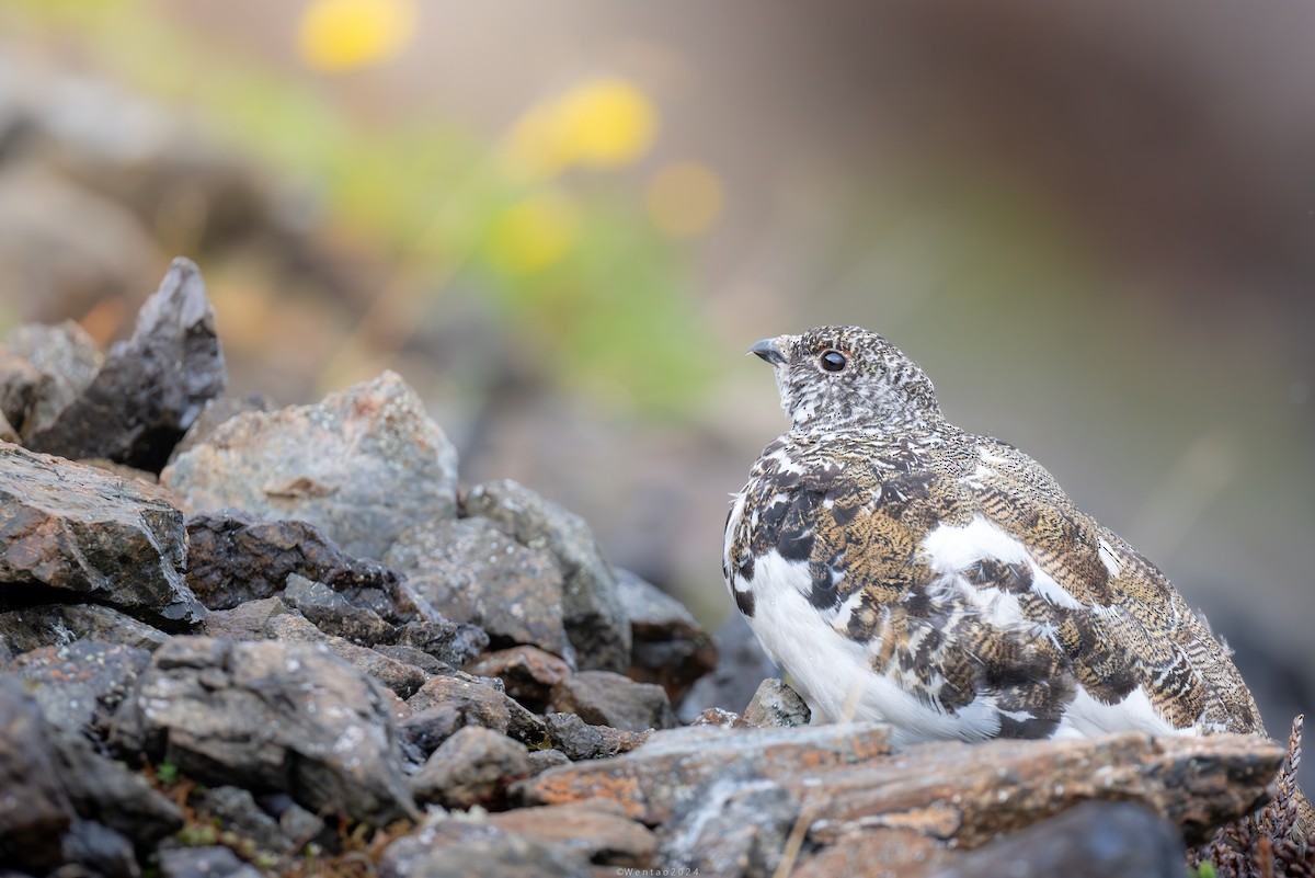 White-tailed Ptarmigan - ML621460865