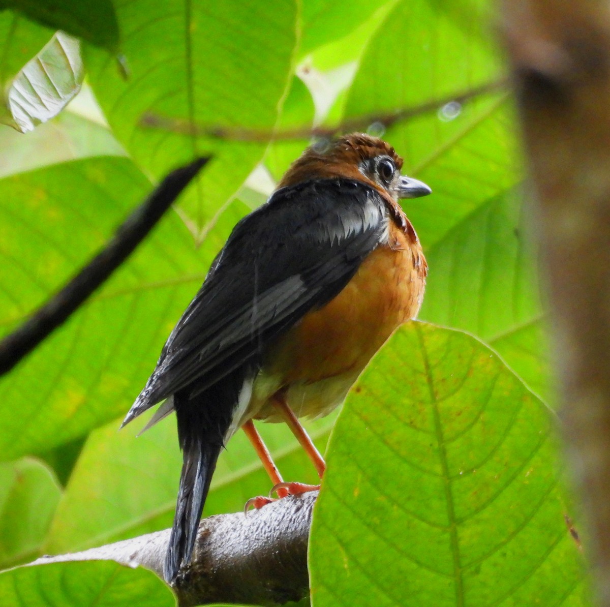 Orange-headed Thrush - Suchitra S