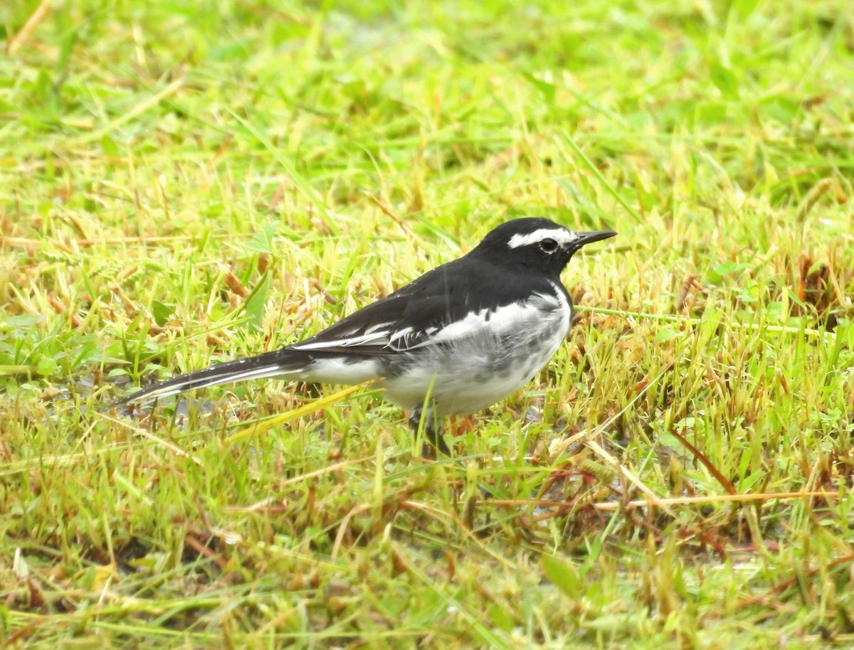 White-browed Wagtail - ML621460898