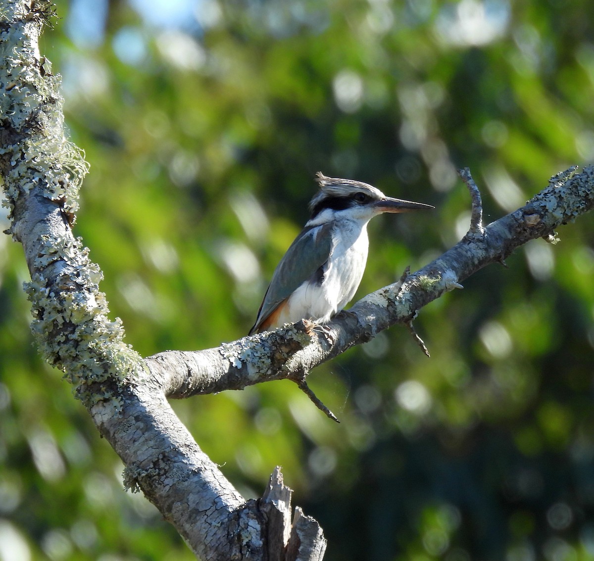 Red-backed Kingfisher - ML621460919