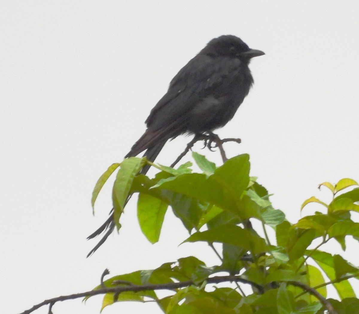 Black Drongo - ML621460945