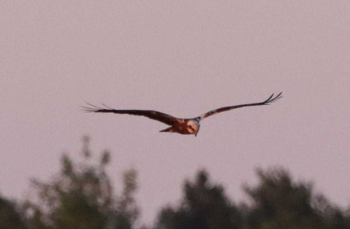 Western Marsh Harrier - ML621460974