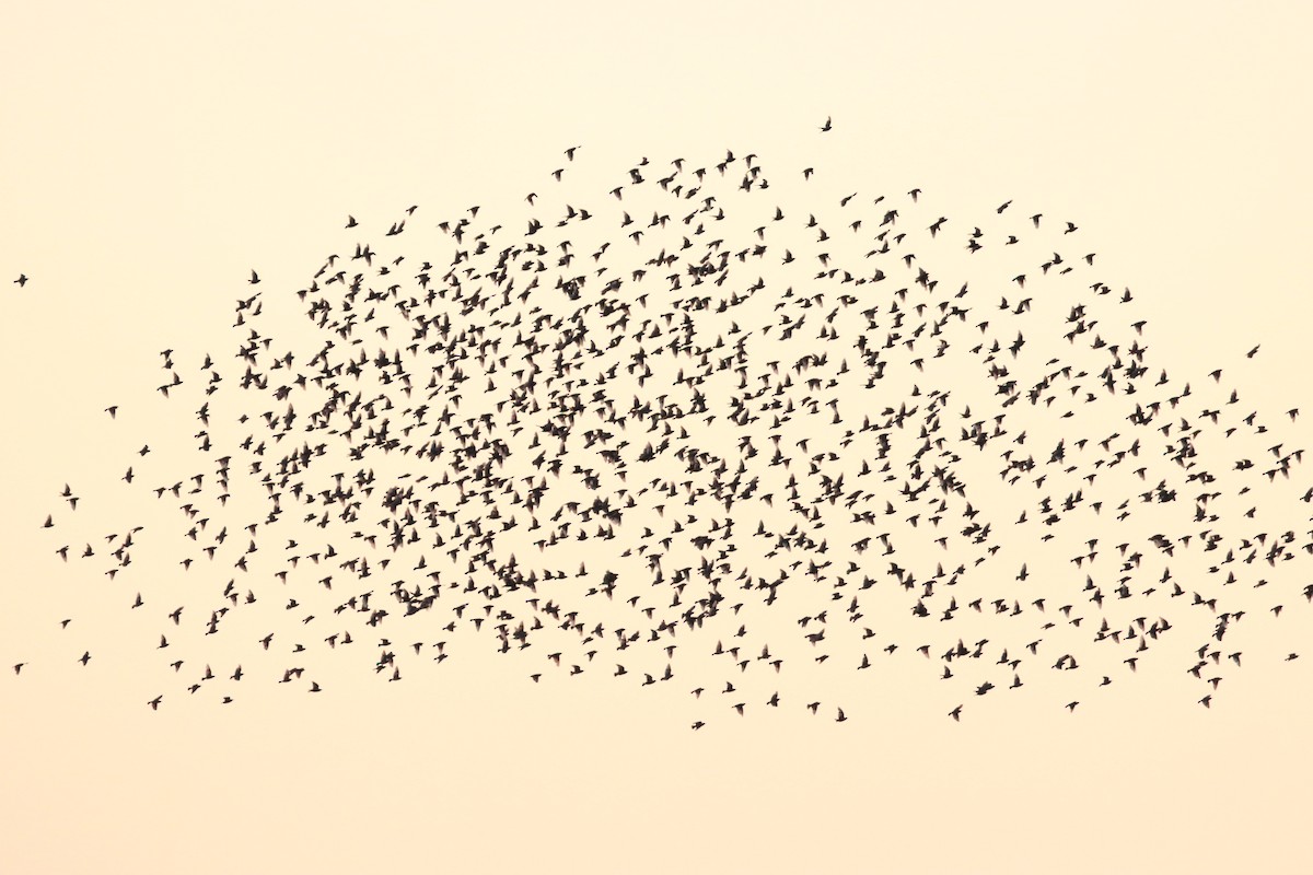 歐洲椋鳥 - ML621460978