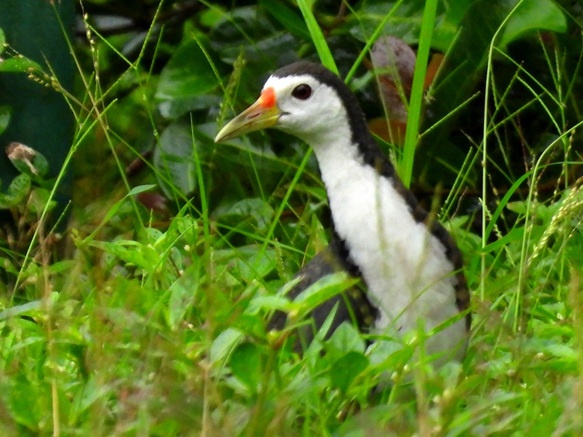 White-breasted Waterhen - ML621460982