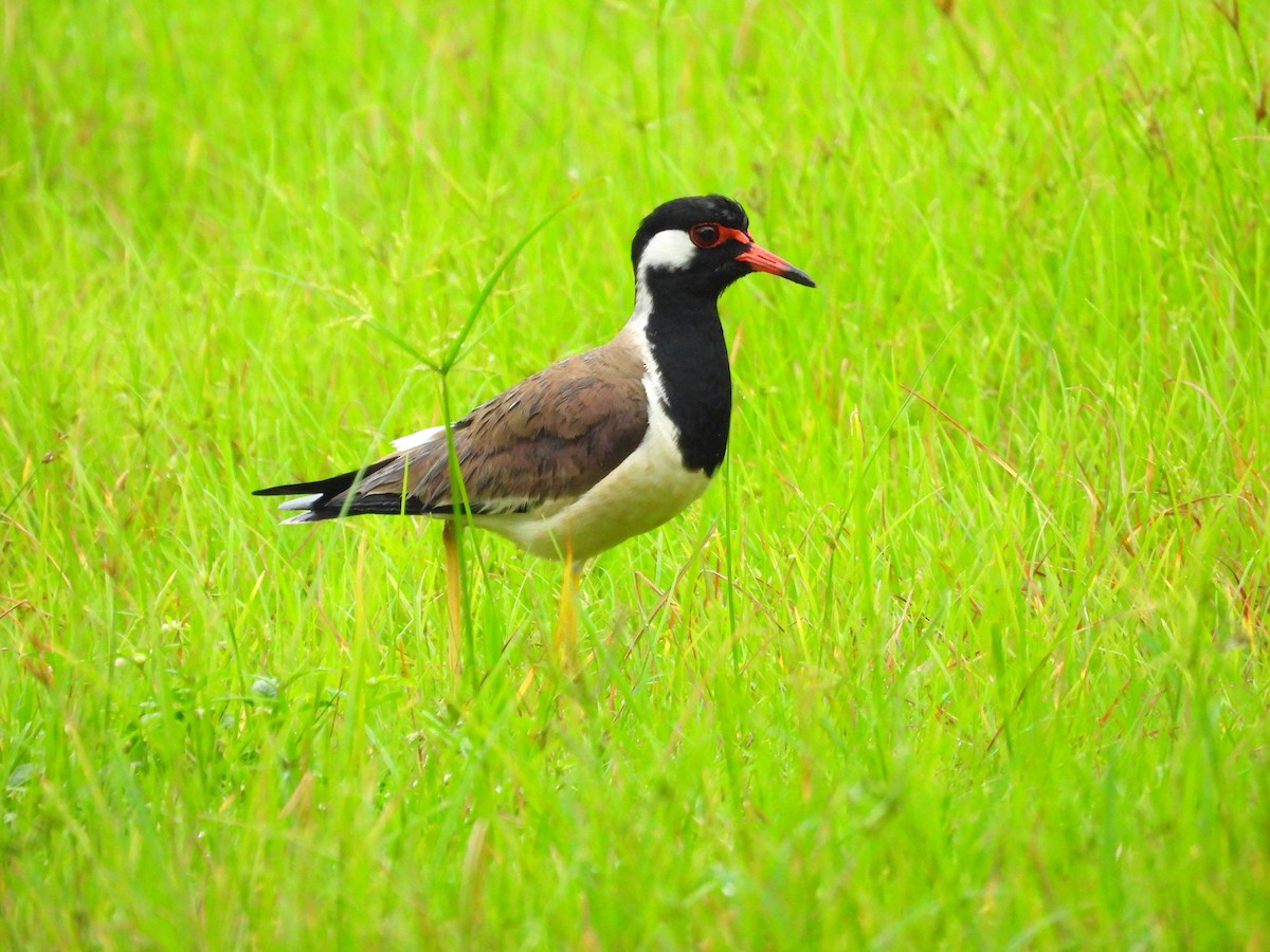 Red-wattled Lapwing - ML621460994