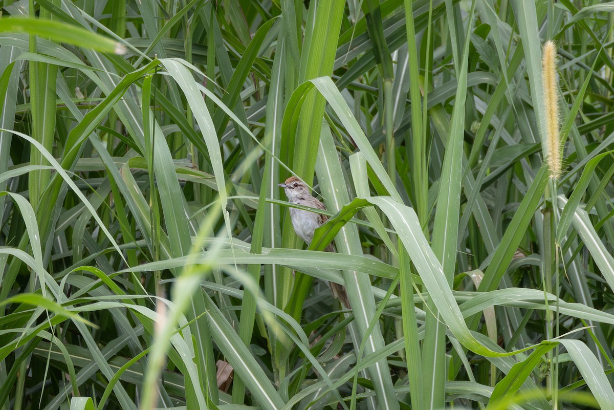 Papuan Grassbird - ML621460996