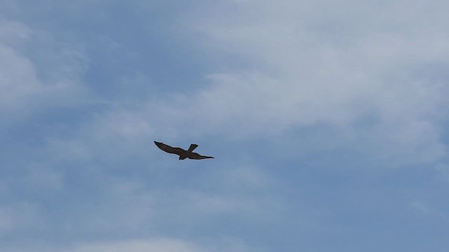 Square-tailed Kite - ML621461004