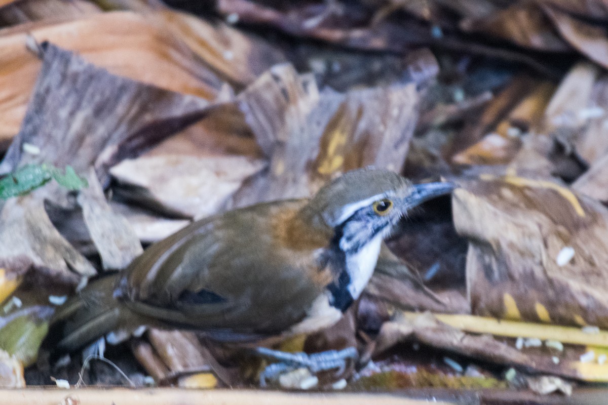 Greater Necklaced Laughingthrush - ML621461011