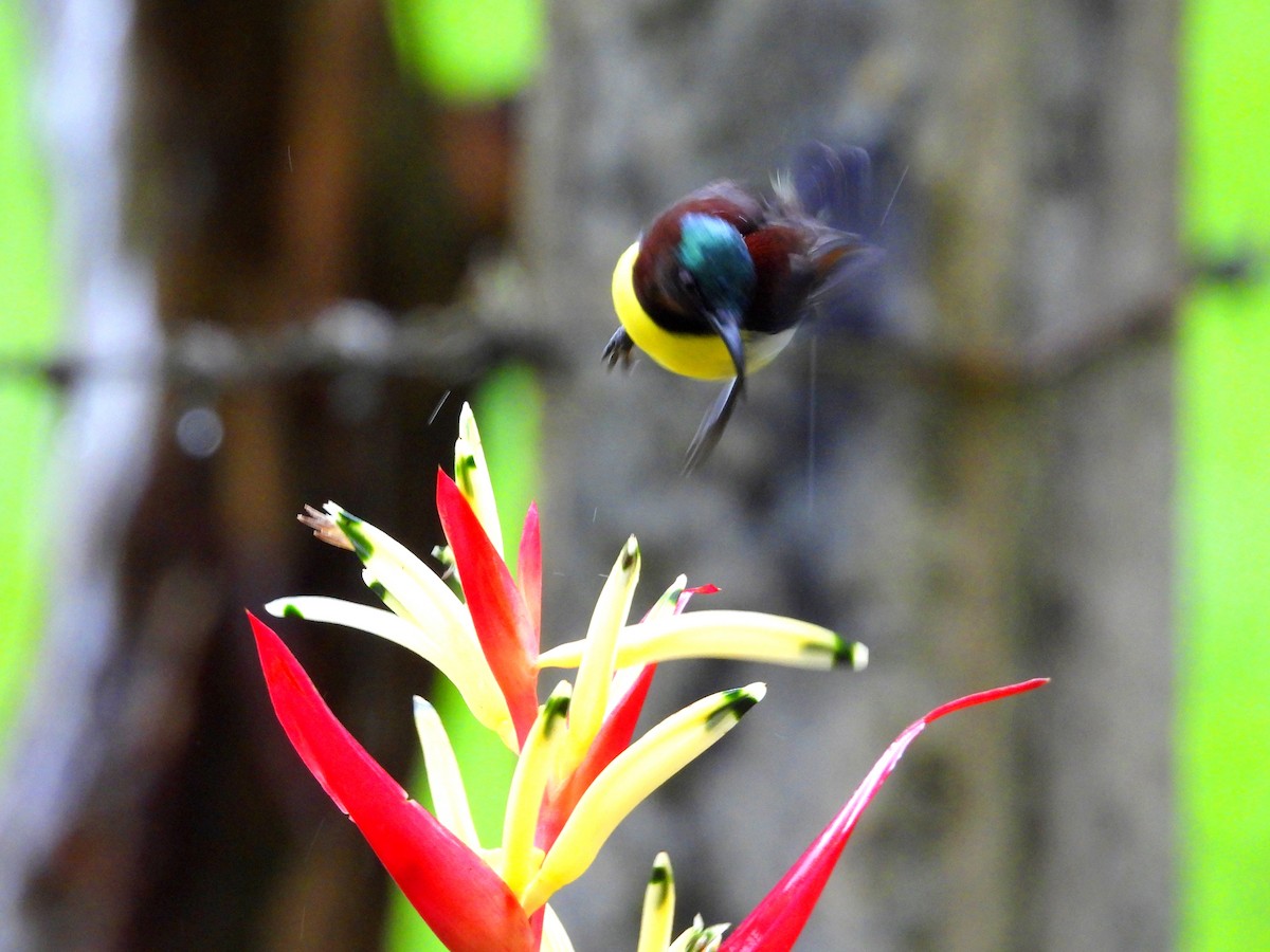 Purple-rumped Sunbird - ML621461028