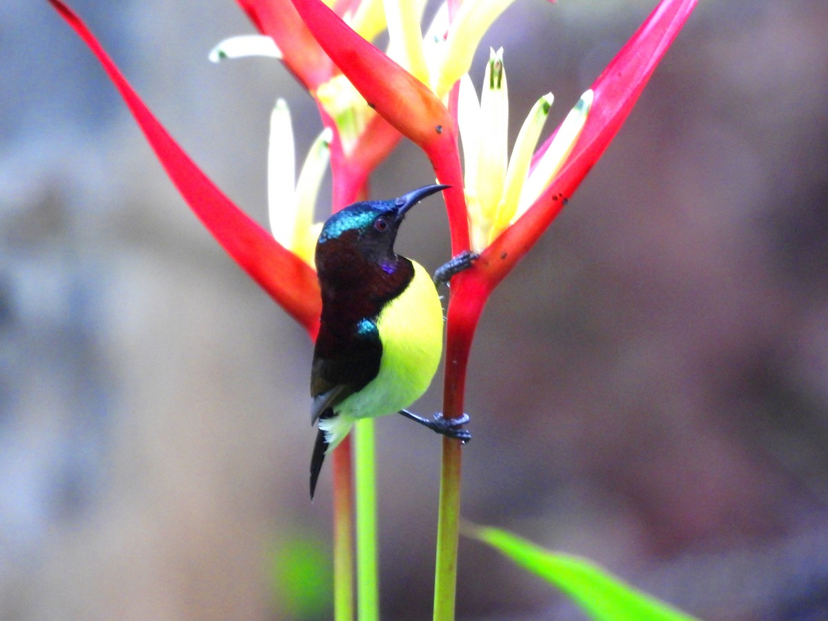 Purple-rumped Sunbird - ML621461029