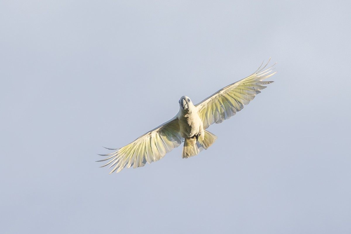 Blue-eyed Cockatoo - ML621461032