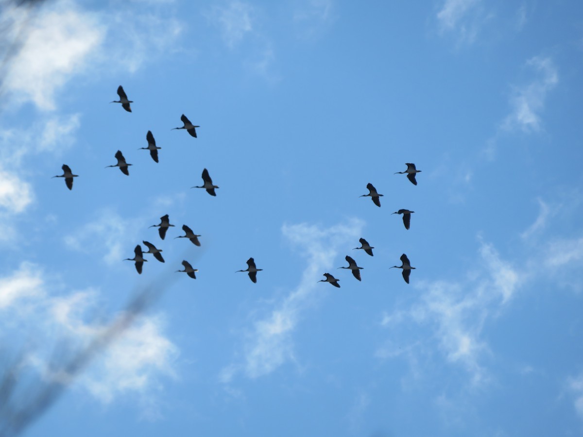 Straw-necked Ibis - ML621461056