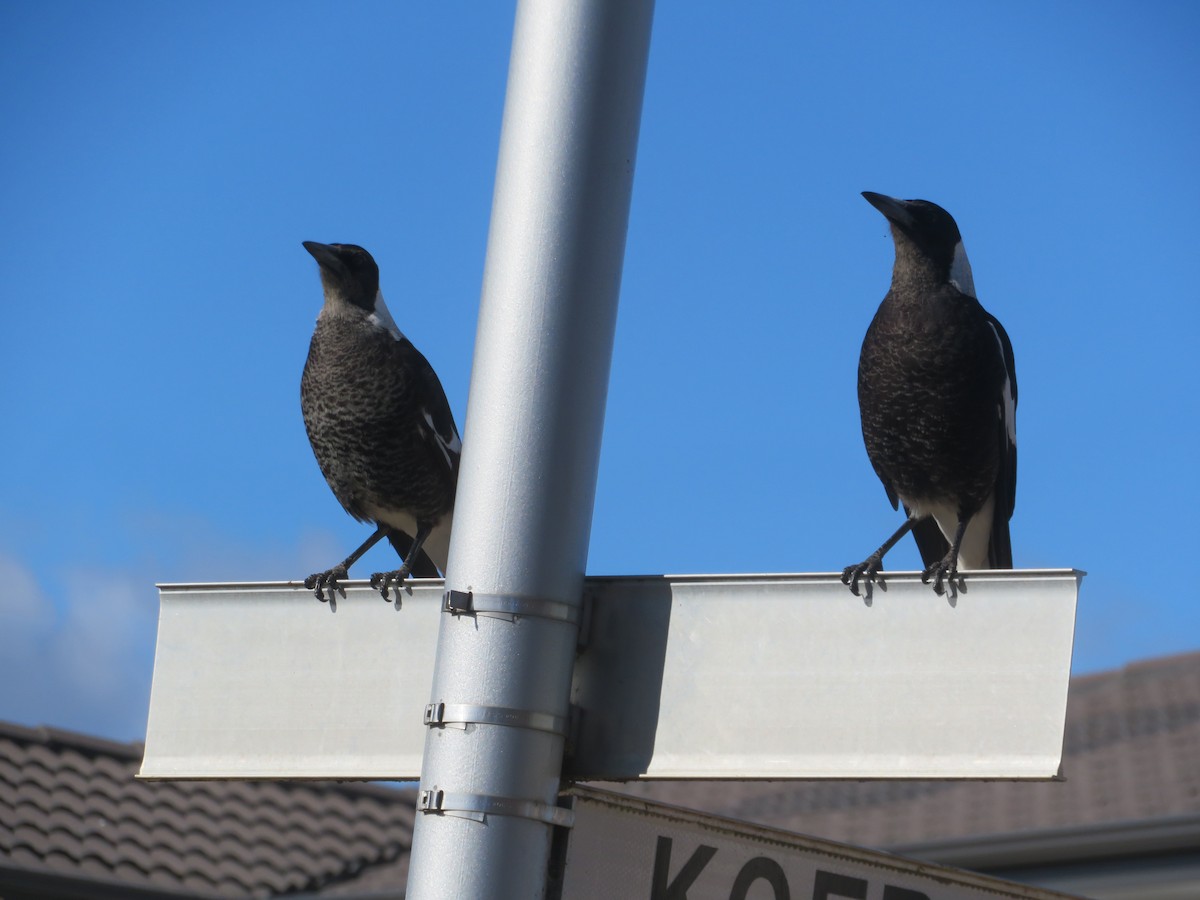 Australian Magpie - ML621461060