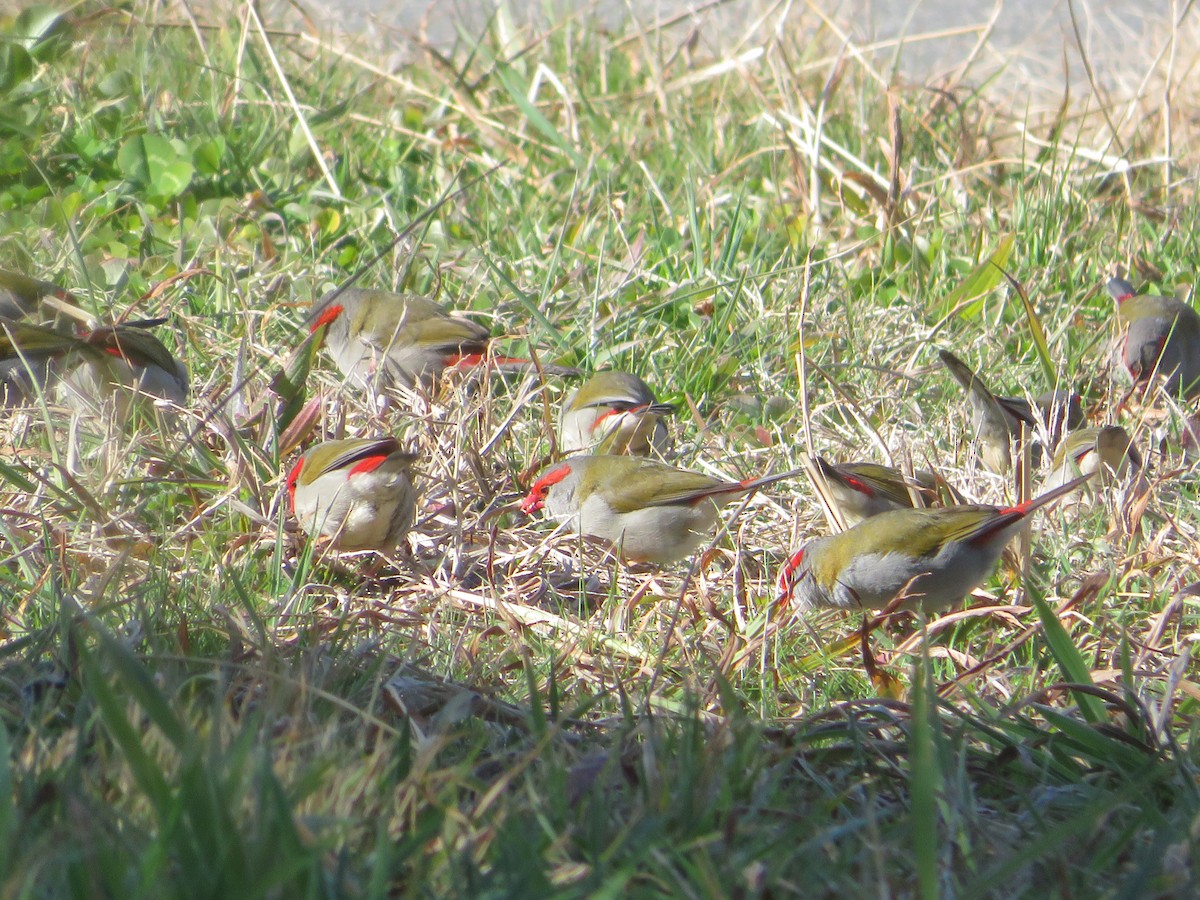 Red-browed Firetail - ML621461070