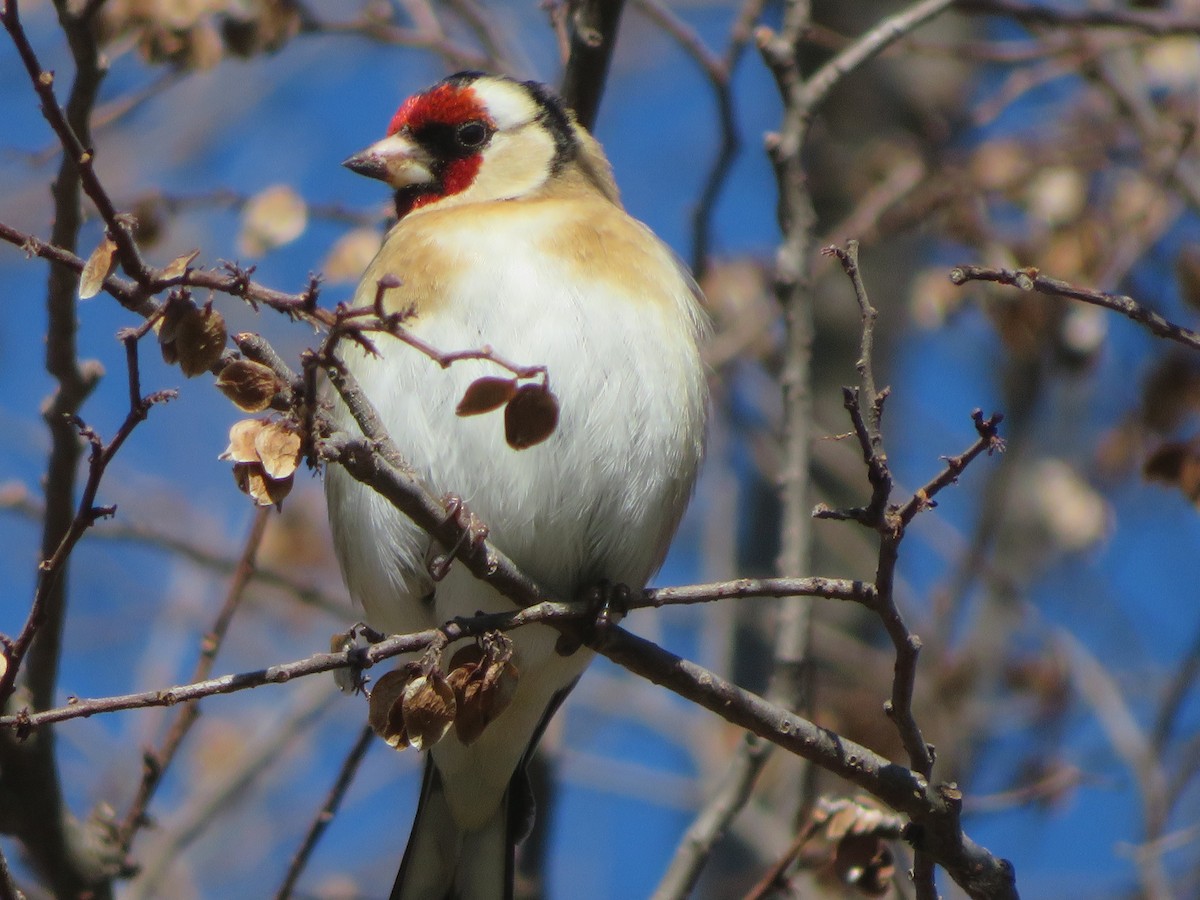 European Goldfinch - ML621461073