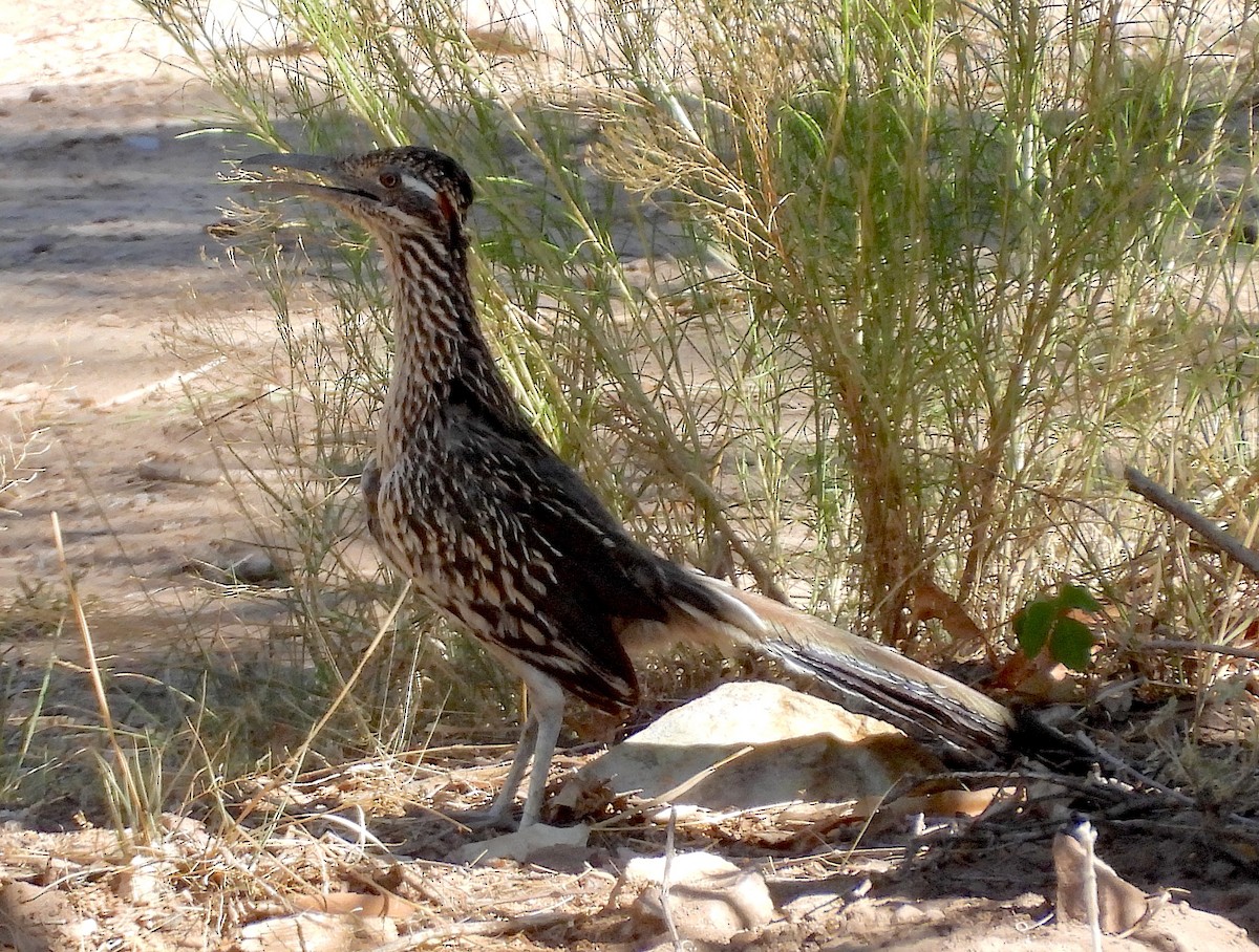 Greater Roadrunner - ML621461074