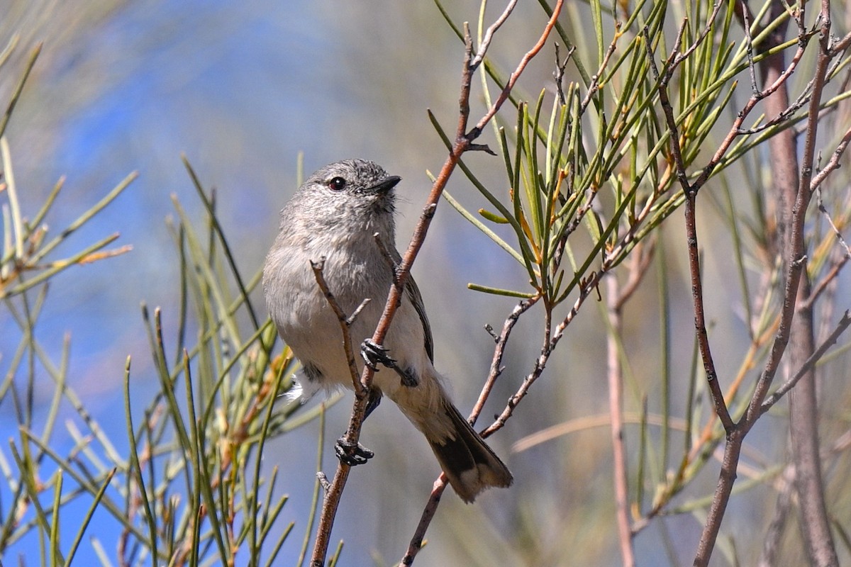 Slaty-backed Thornbill - ML621461095