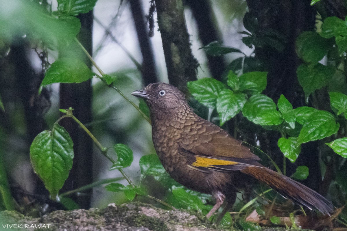 Scaly Laughingthrush - ML621461102