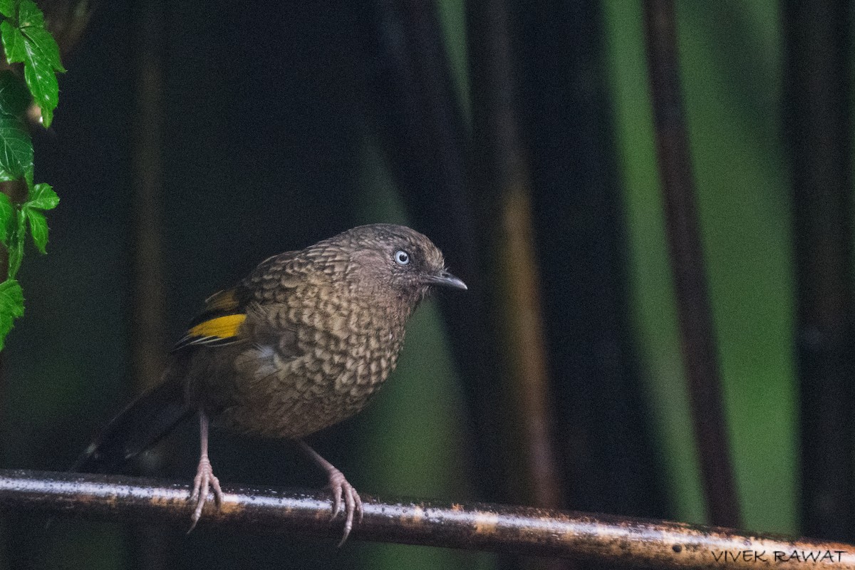 Scaly Laughingthrush - ML621461103