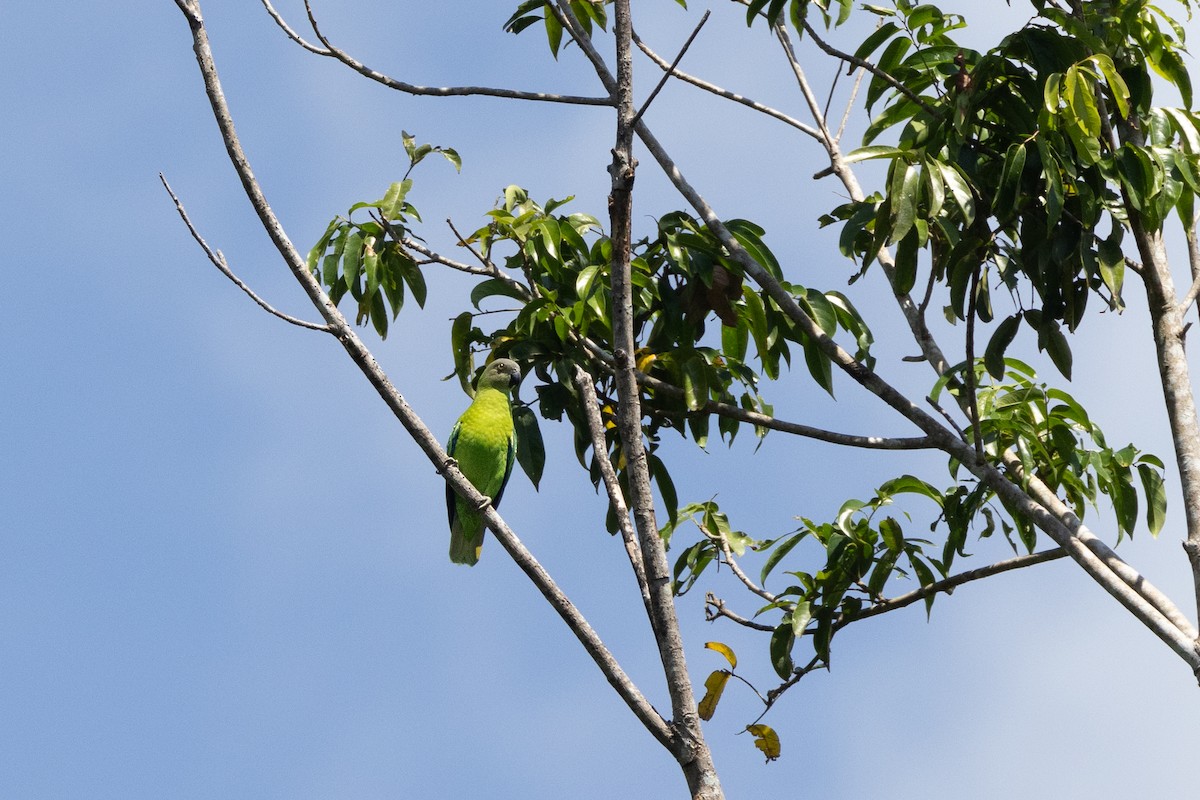 Singing Parrot (Northern) - ML621461199