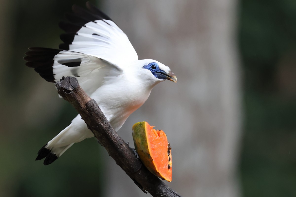 Bali Myna - ML621461232