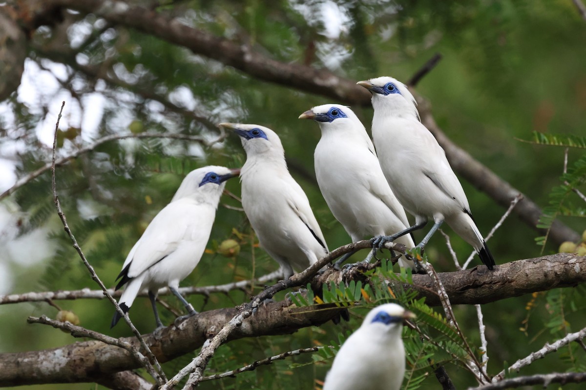 Bali Myna - ML621461233