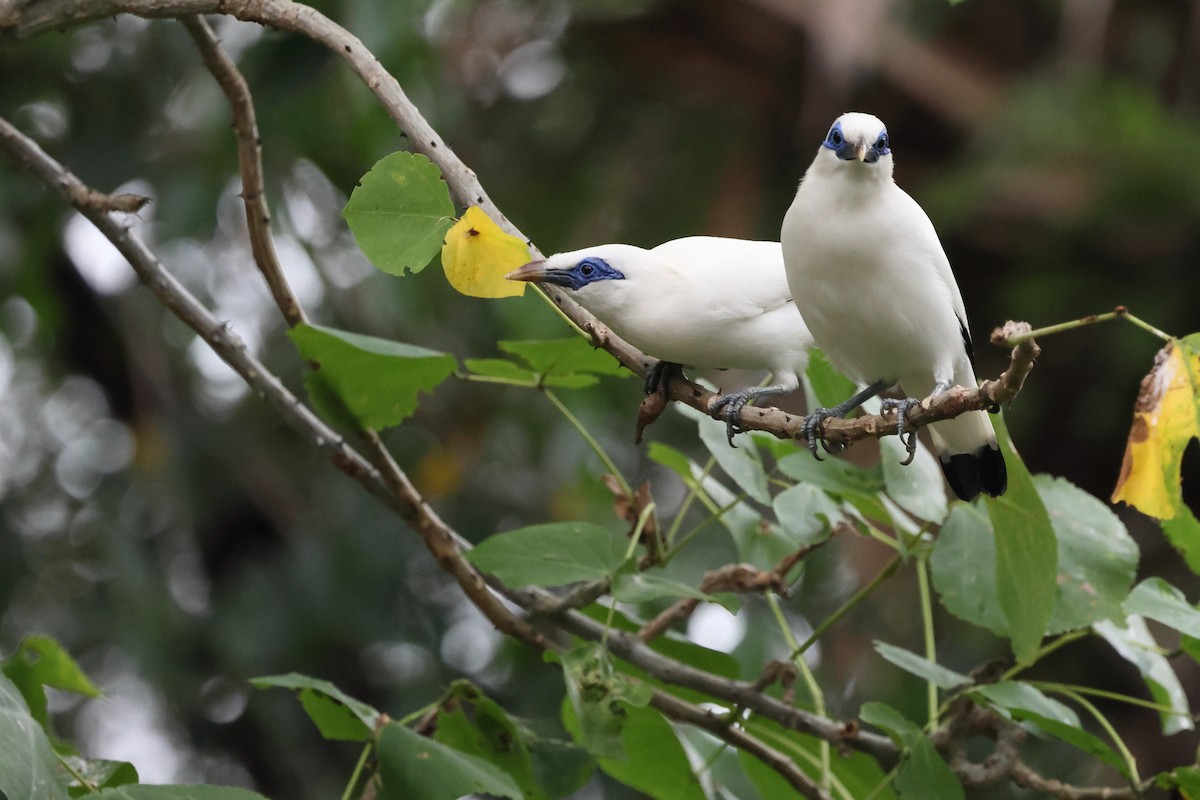 Bali Myna - ML621461234