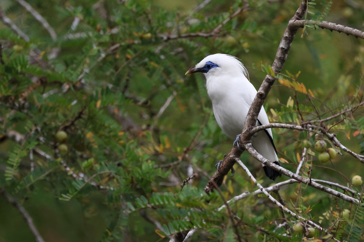 Bali Myna - ML621461235