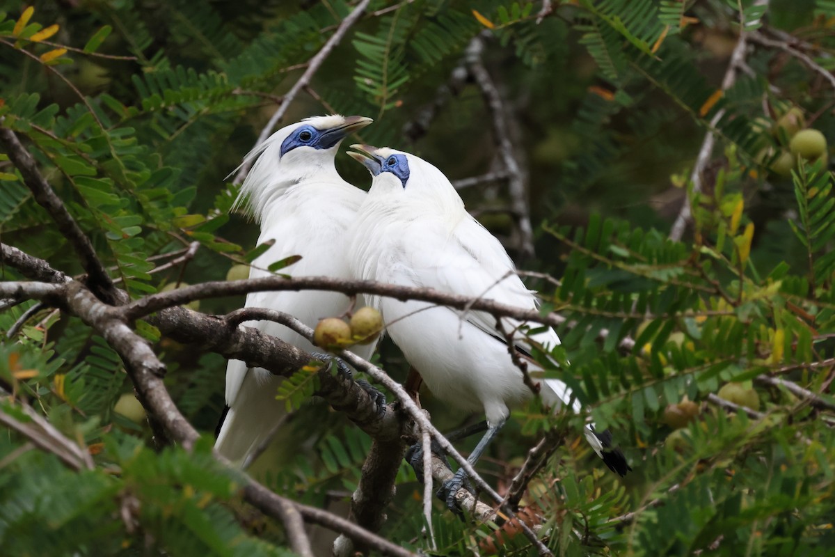 Bali Myna - ML621461236