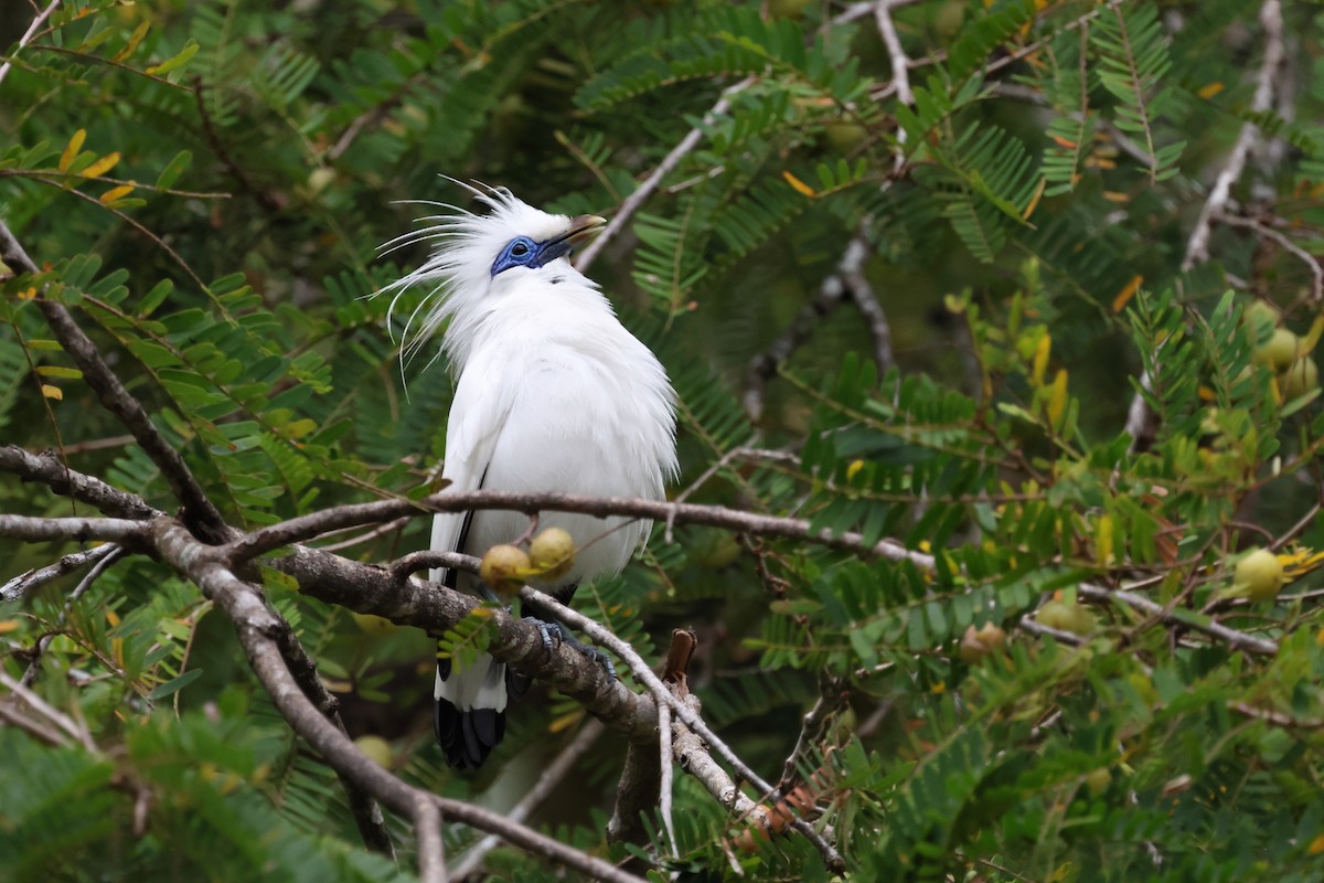 Bali Myna - ML621461237