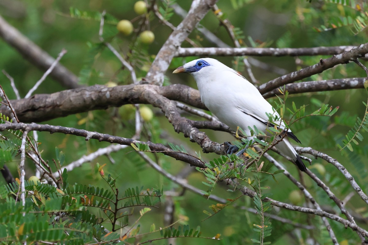 Bali Myna - ML621461238