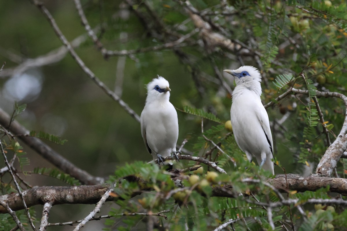 Bali Myna - ML621461239