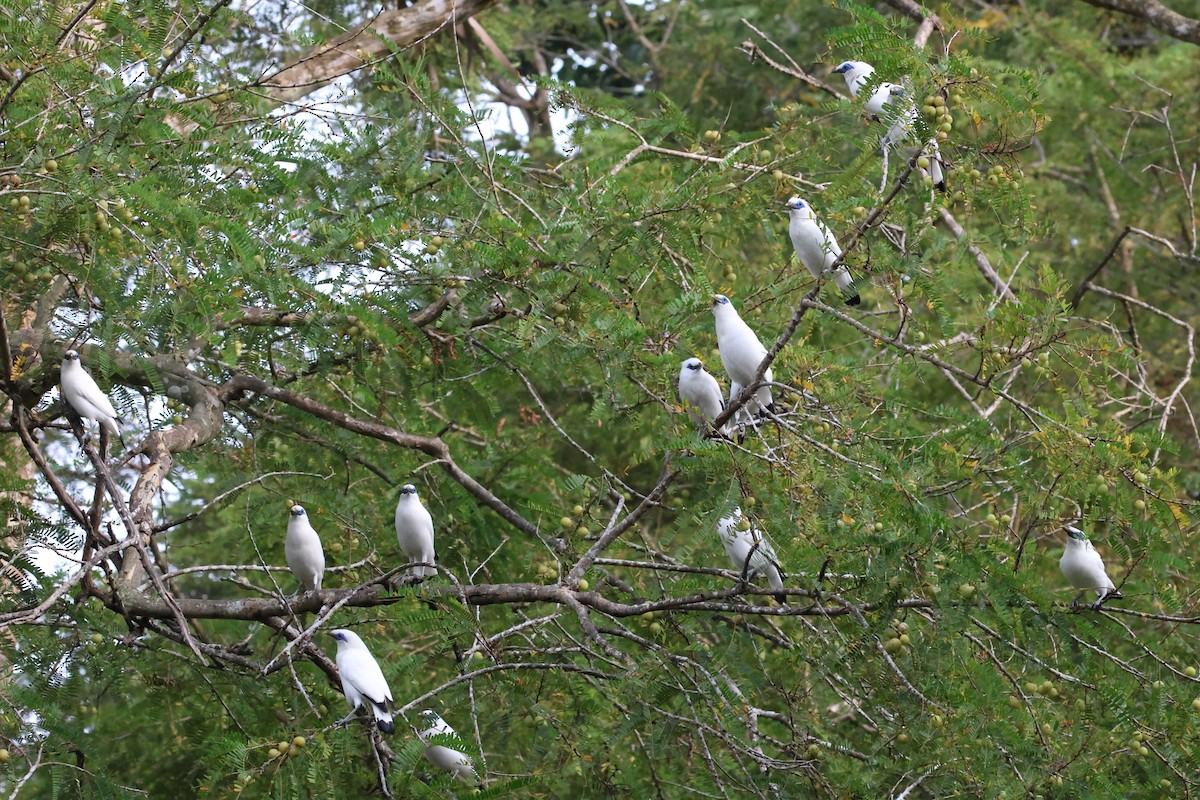 Bali Myna - ML621461240