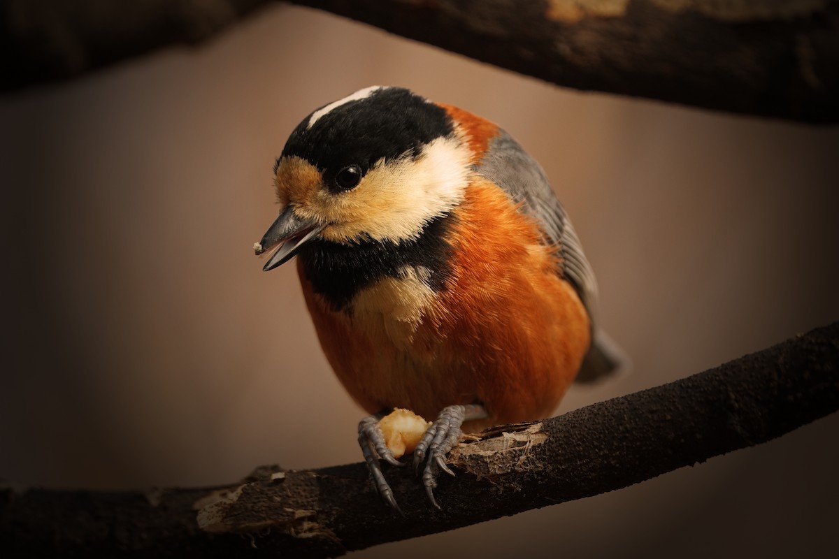 Varied Tit - Jayhyun Seo