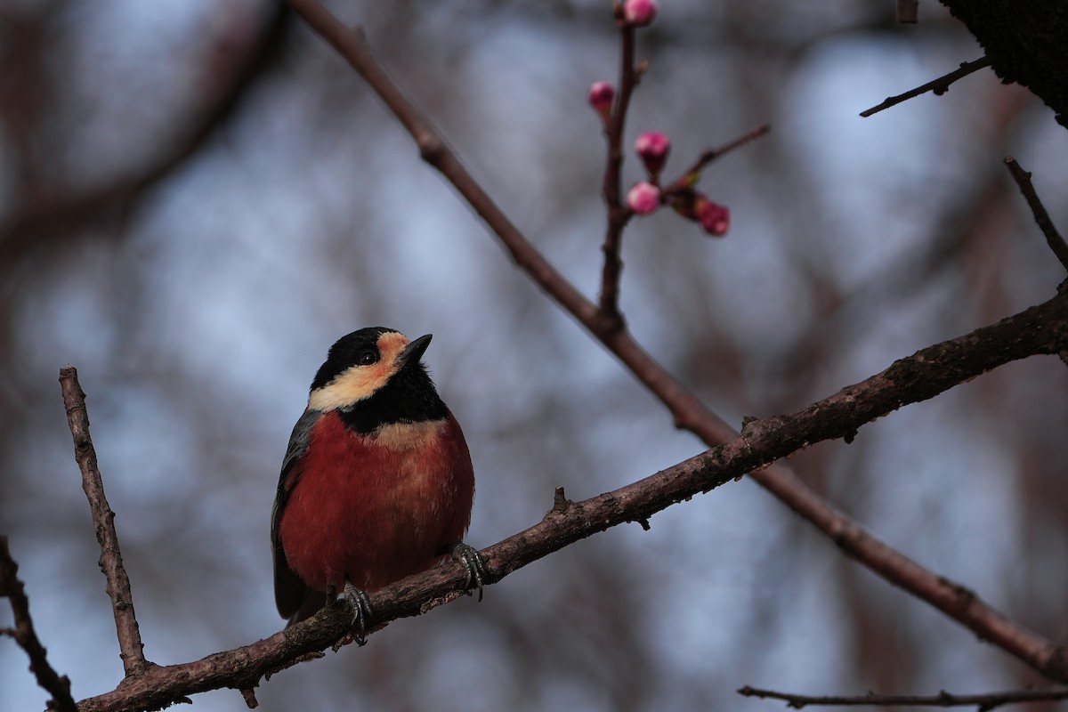 Varied Tit - Jayhyun Seo