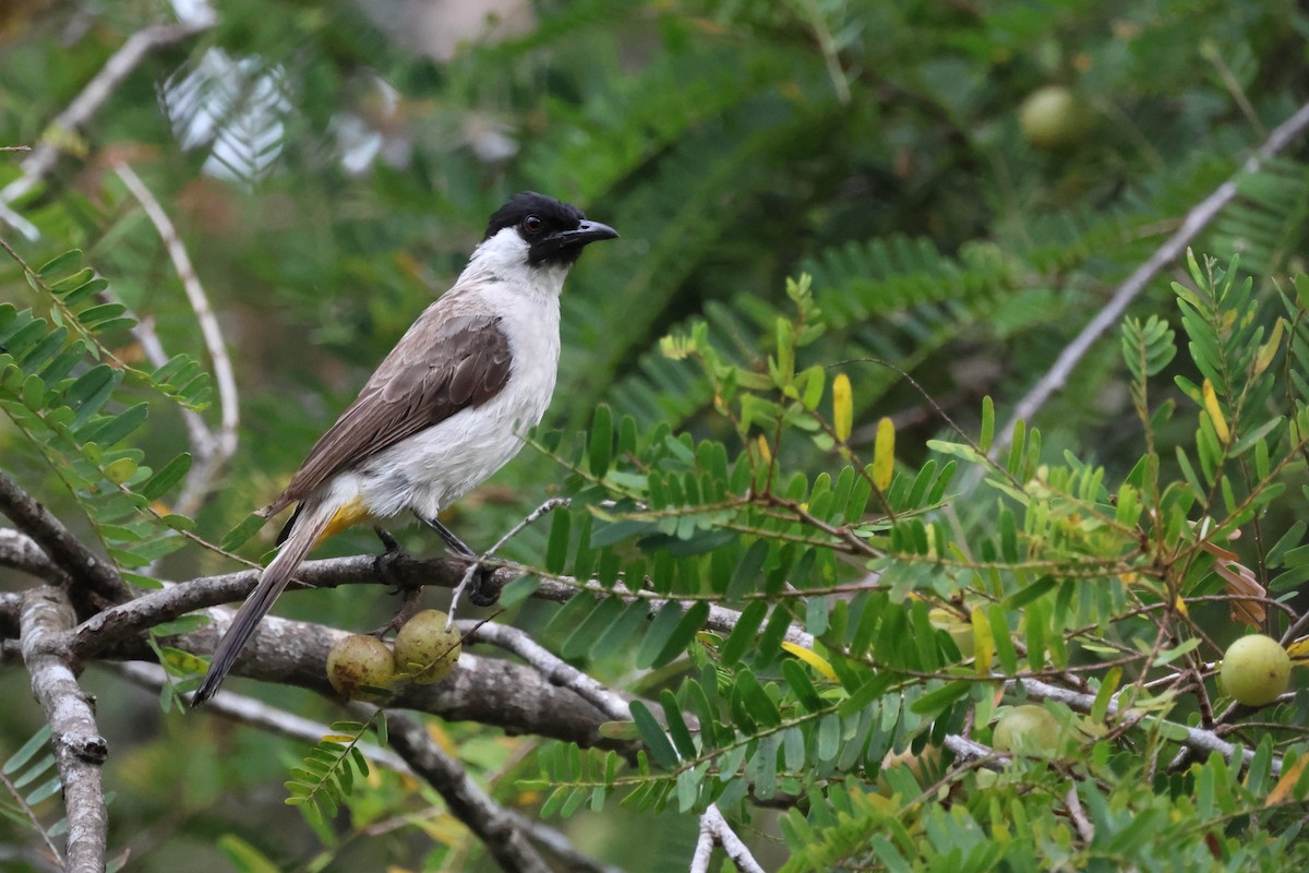 Sooty-headed Bulbul - ML621461251